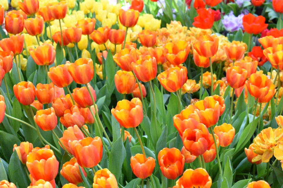 Spring flowers handsomely yellow tulip