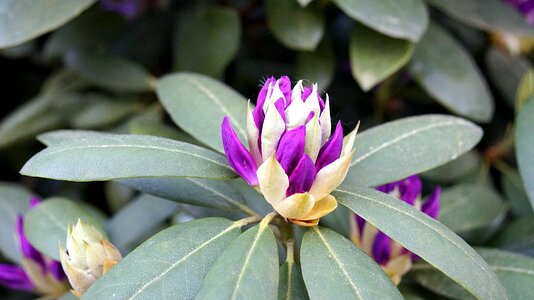 Rhododendron plant purple flower