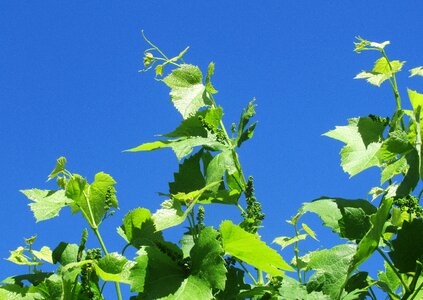 Grape plant foliage