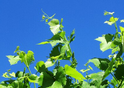 Grape plant foliage photo