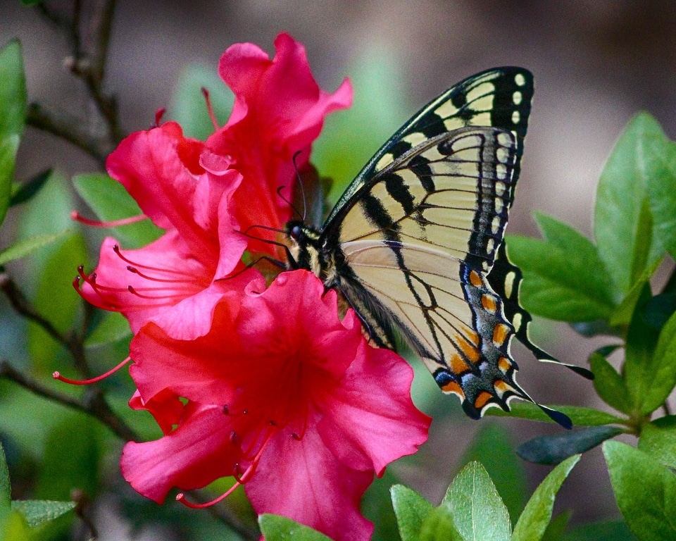 Old world papilio machaon insect