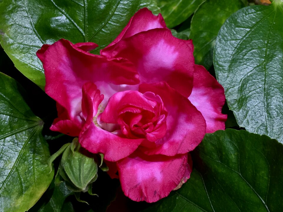 Flower garden red