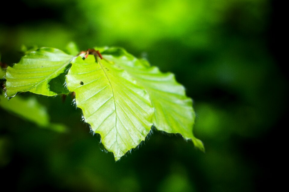 Green leaf forest close up photo