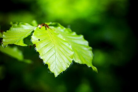 Green leaf forest close up