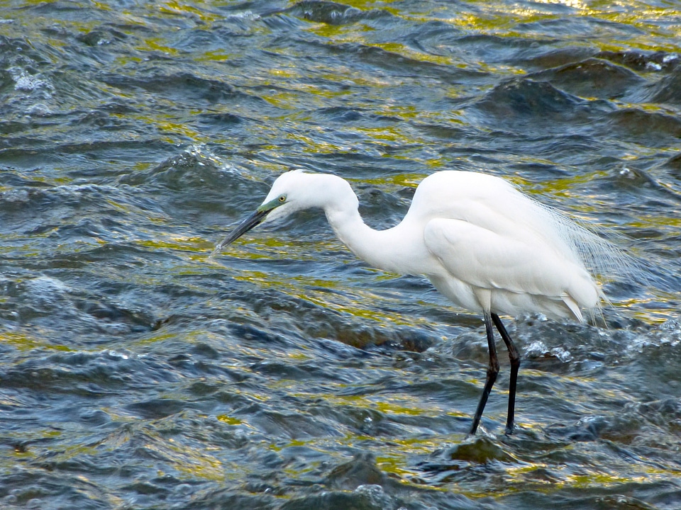 Wildlife water bird river