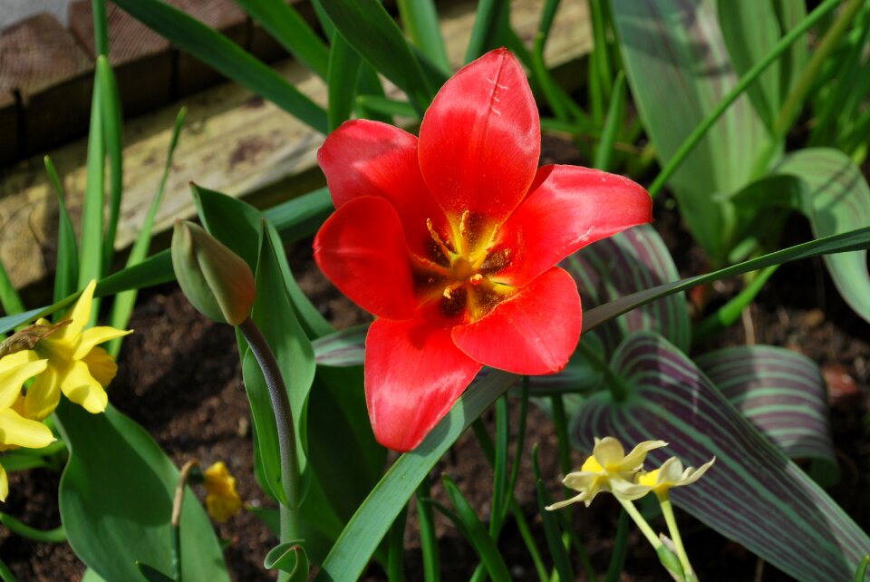 Flowers nature red