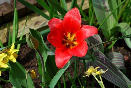 Flowers nature red