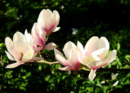 Spring nature pink flower