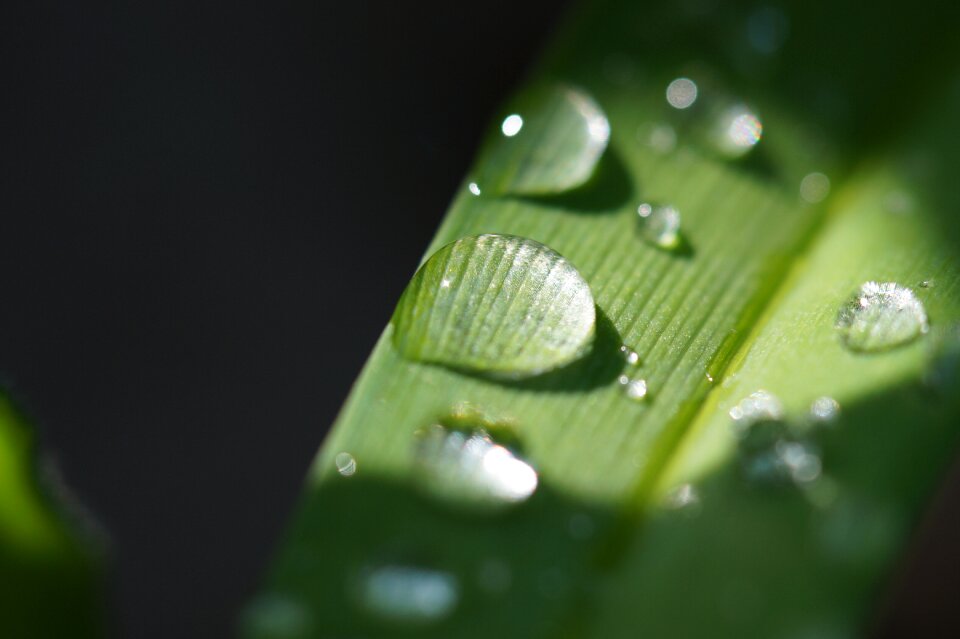 Close up drip drop pictures