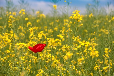 Red yellow oilseed rape