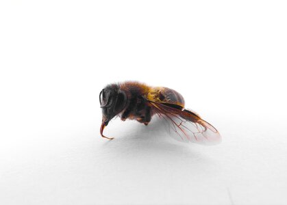 Diaper insects beekeeping