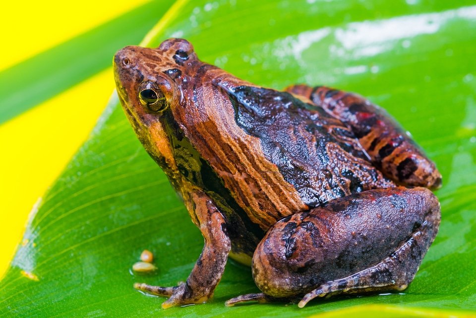 Anuran frog amphibians