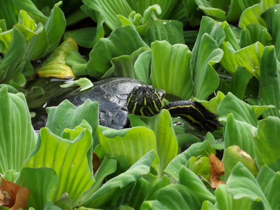 Turtle animal reptile
