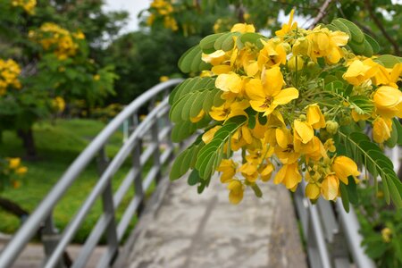 Spring nature park