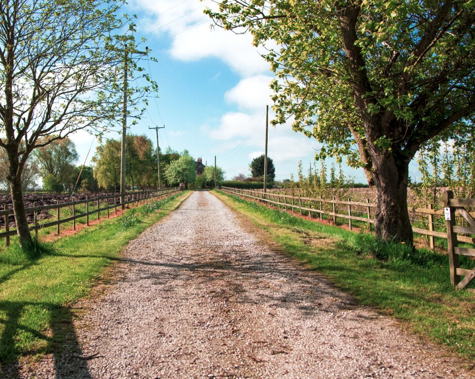Tree countryside road