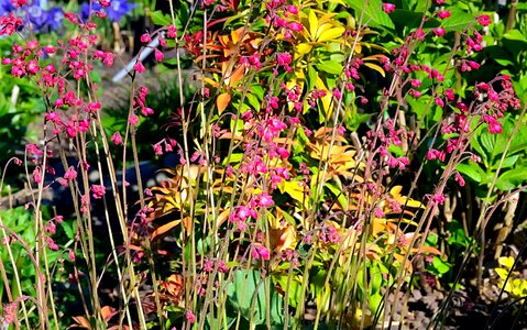 Gartenstaude rock plants long photo