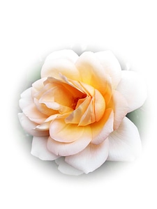 Beauty rose bloom flower photo