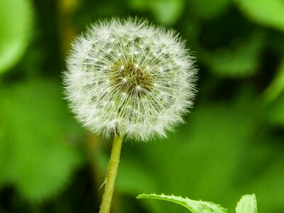 Flower dandelion iran