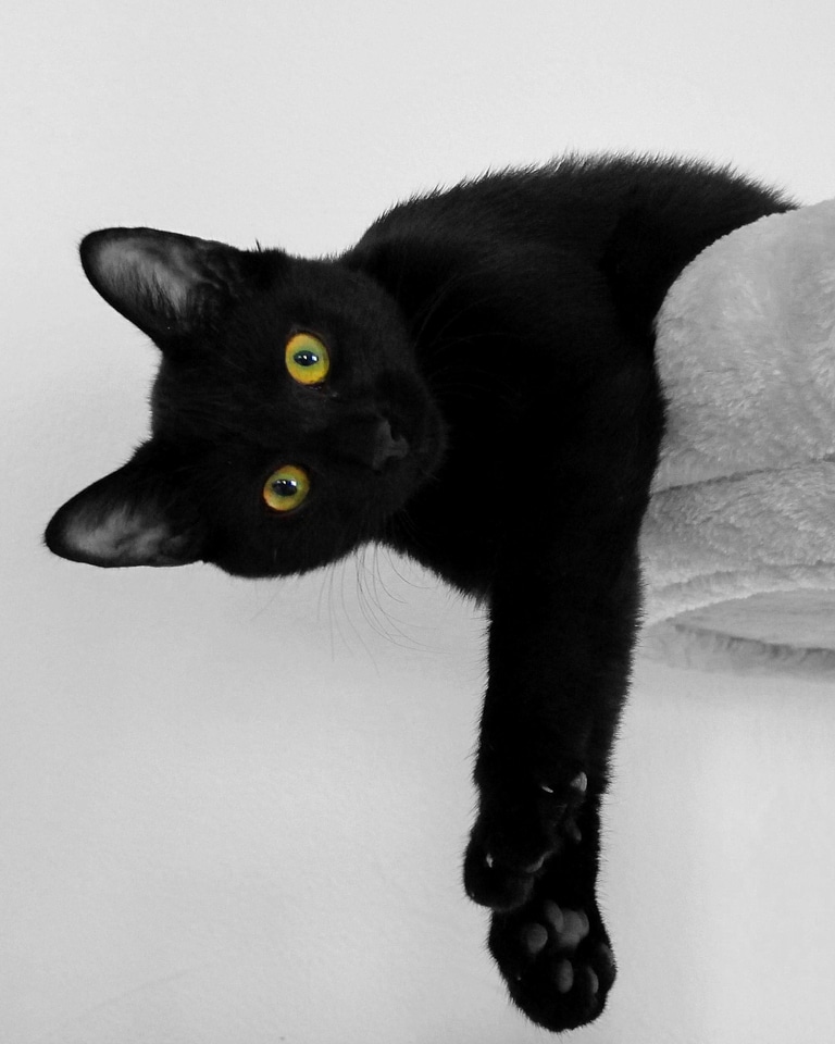 Rest domestic cat tired
