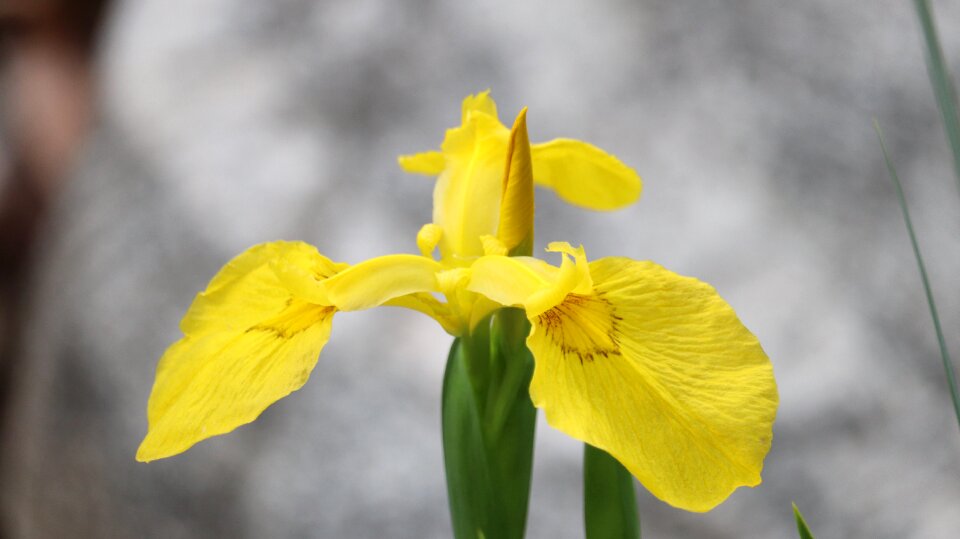 Yellow flowers spring photo