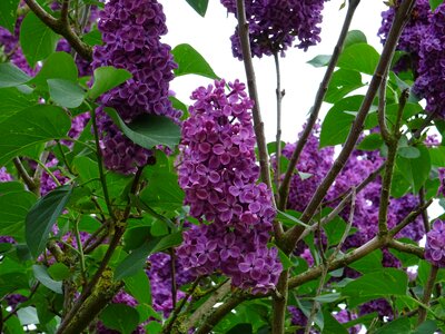 Purple flower blossom bloom