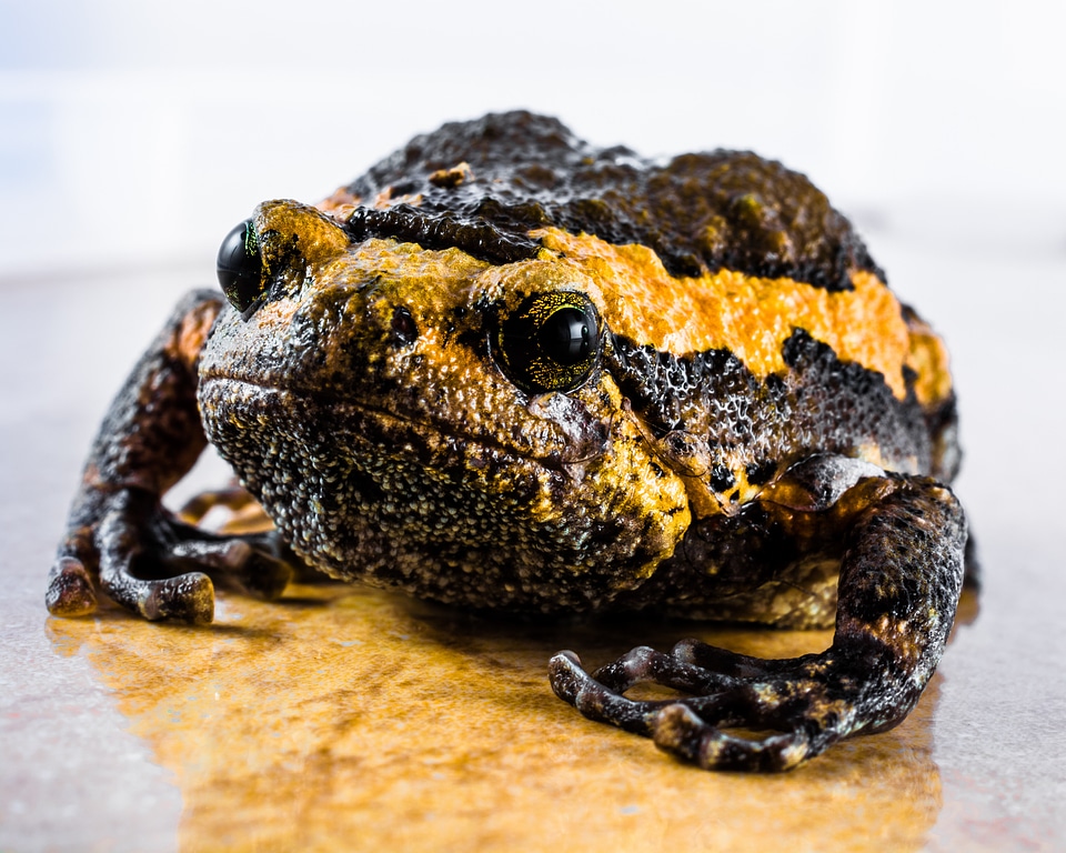 Anuran frog amphibians