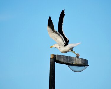 Avian fauna