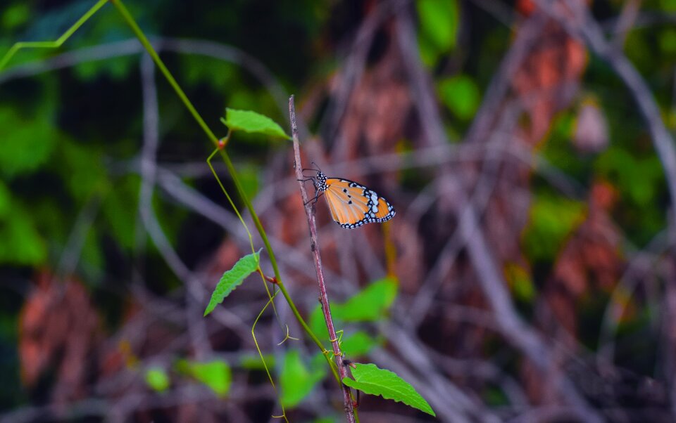 Colorful summer wildlife