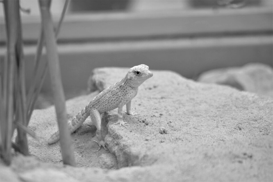 Reptile exotic desert house