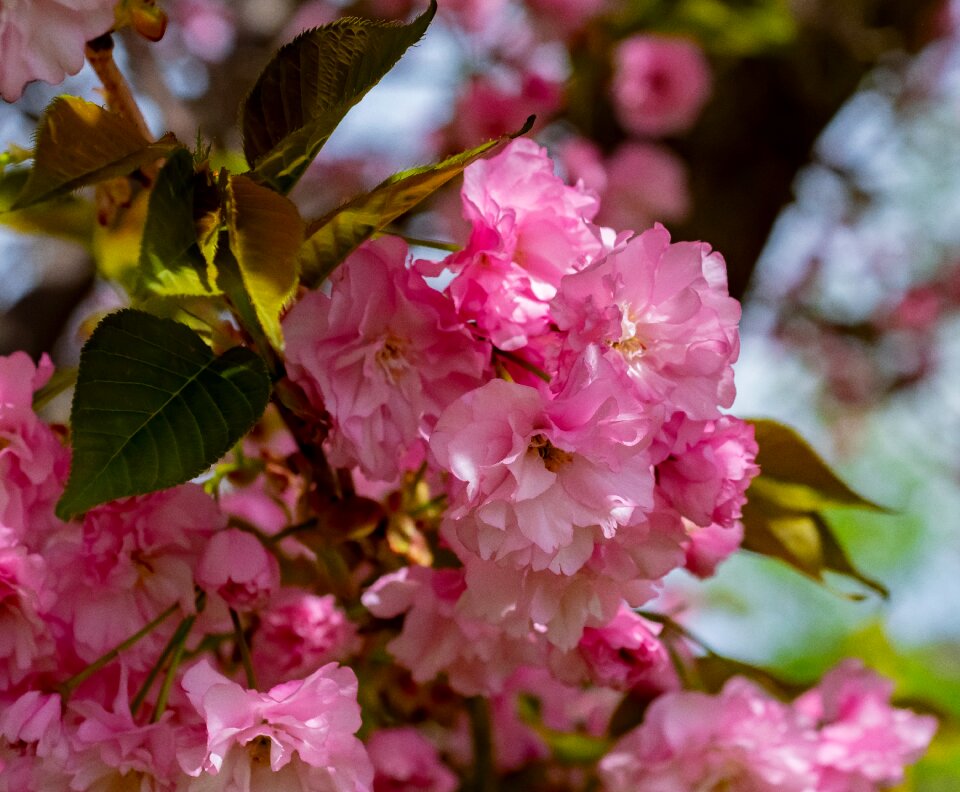 Blossom apple branch