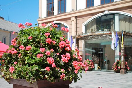 Gothel rius ukraine lviv photo