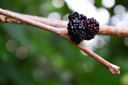 Food fresh natural photo