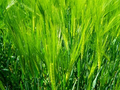 Cereal crop agriculture Free photos