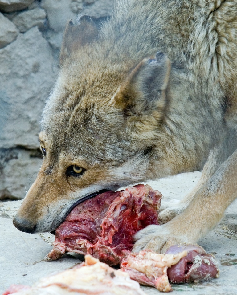 Wolf eat predators