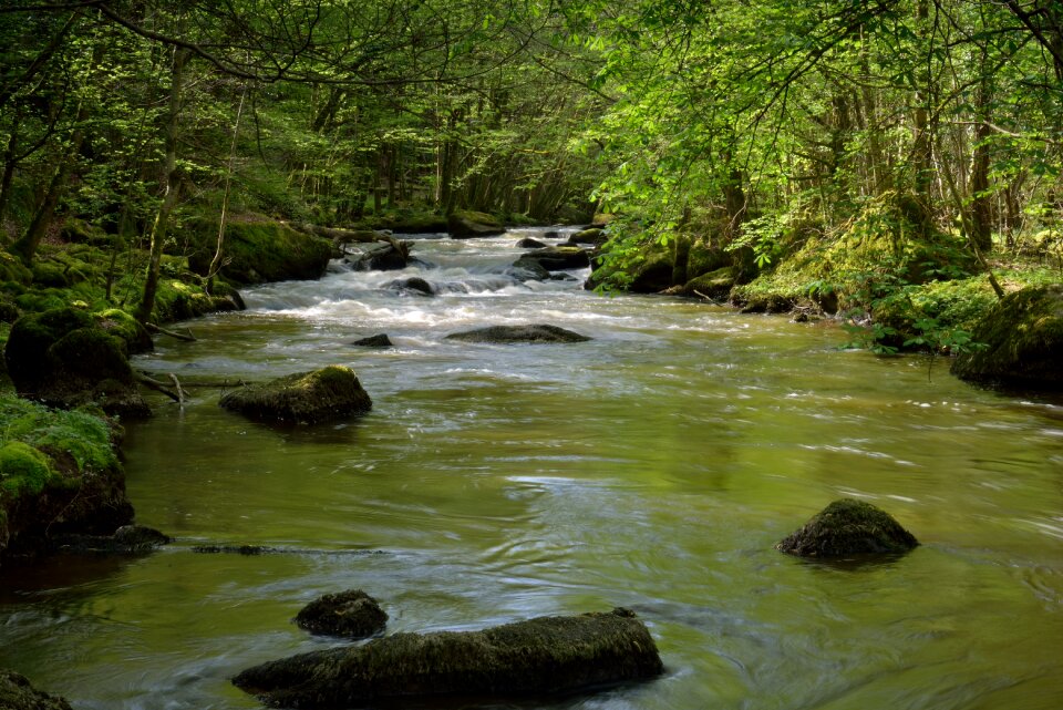 Landscape rocks green