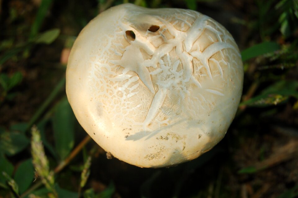 Fungus the white fungus Free photos