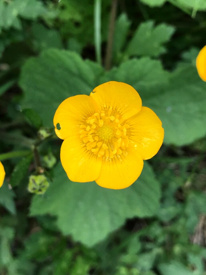 Bloom plant summer