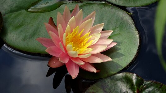 Aquatic plant pink pink water lily photo