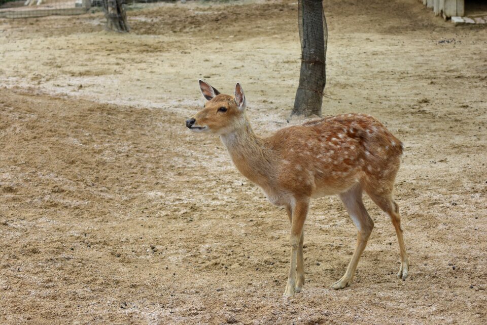 Animal deer sad-eyed