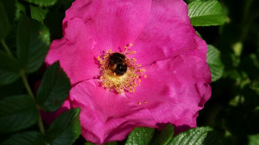 Flowers flower surgery bee
