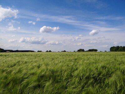 Cereals clouds blue