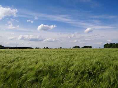 Cereals clouds blue photo