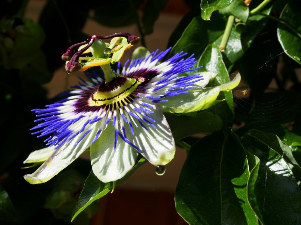Passion flower beauty flowers