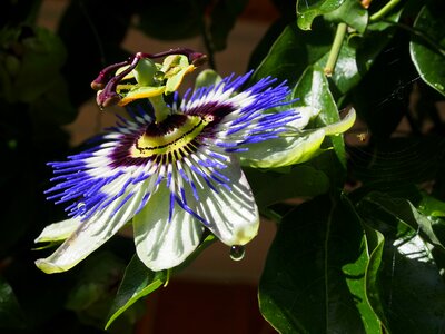 Passion flower beauty flowers