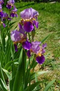 Flower irises nature photo