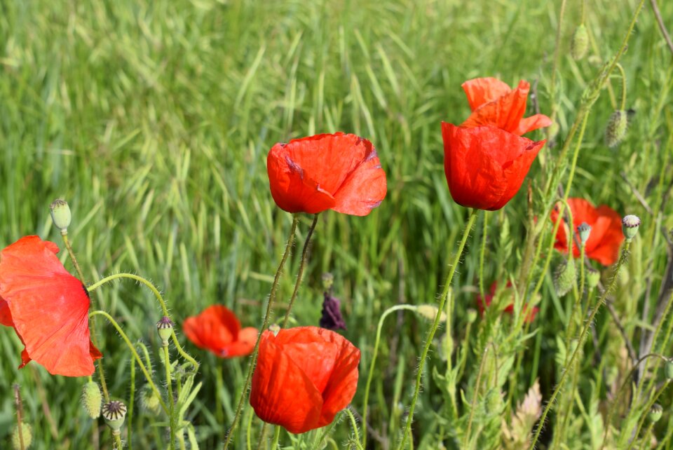 Camp green wildflowers