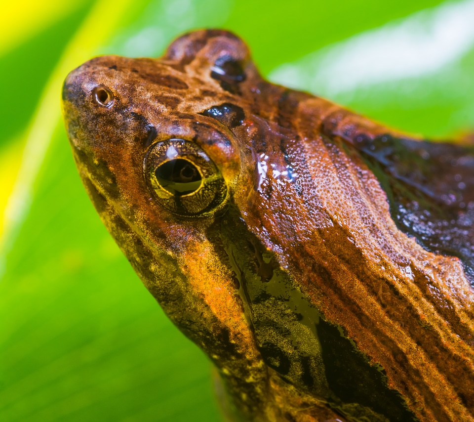 Anuran frog amphibians