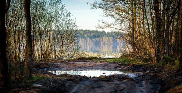 Forest trees spring