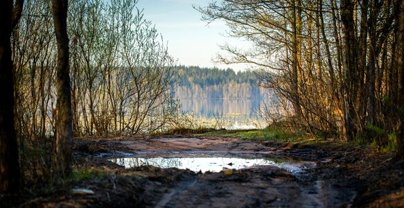 Forest trees spring photo