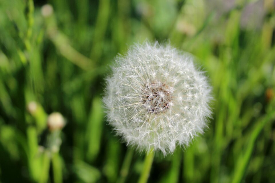 Close up pointed flower summer